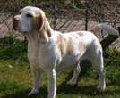 Beagle Yvi